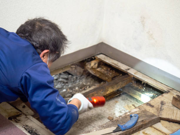 Best Office Mold Removal Services  in Melrose Park, NY