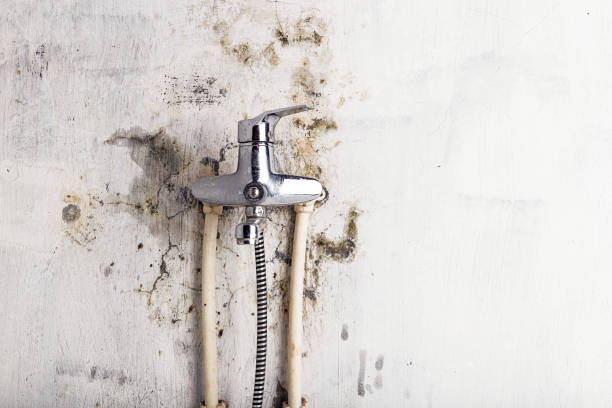 Best Same-Day Mold Removal  in Melrose Park, NY