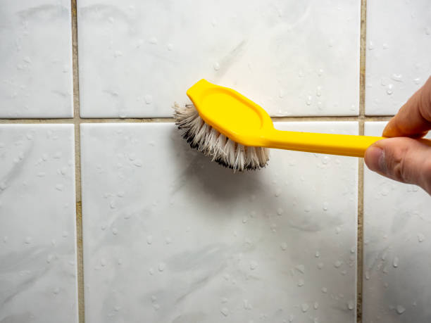 Best Mold Damage Repair  in Melrose Park, NY