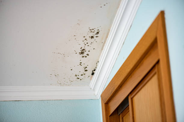 Best Attic Mold Removal  in Melrose Park, NY