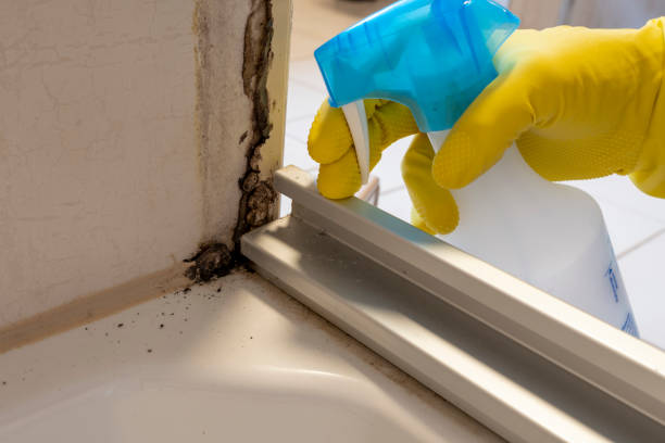 Best Home Mold Removal  in Melrose Park, NY
