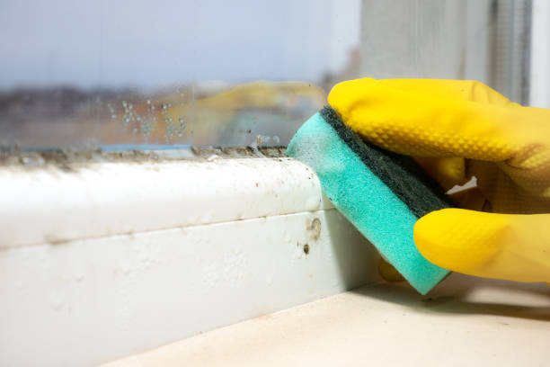 Office Mold Removal Services in Melrose Park, NY