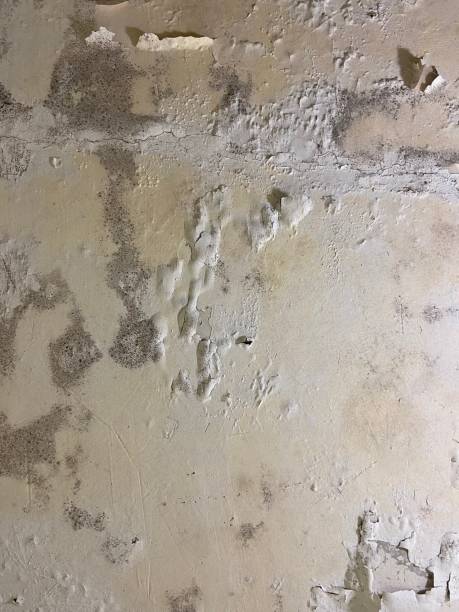 Best Toxic Mold Removal  in Melrose Park, NY