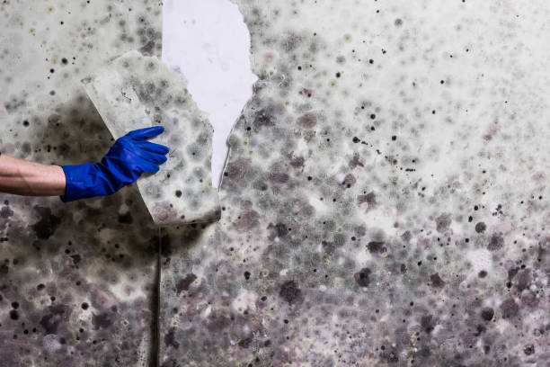 Best Local Mold Removal Service  in Melrose Park, NY