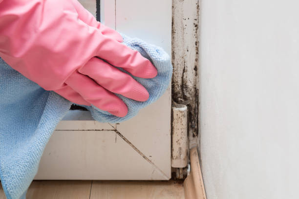 Best Best Mold Removal Companies  in Melrose Park, NY