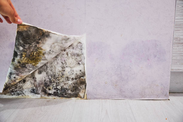 Best Mold Testing  in Melrose Park, NY